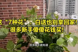 7种花白送也别拿回家！高手都知道，新手傻傻花钱买视频封面