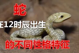 《生肖蛇在12个时辰出生的不同性格特征》视频封面
