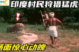 印度村民用大网捕捉猛虎，全程惊心动魄，太可怕了视频封面