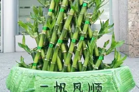 家养富贵竹，想要招财进宝，“位置”摆放很重要！你放对了吗？视频封面