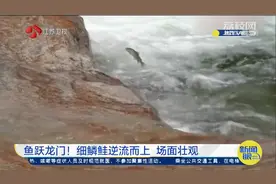 爬瀑布的鱼！陕西汉中：细麟鲑逆流而上，鱼跃龙门洄游产卵视频封面