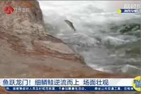 爬瀑布的鱼！陕西汉中：细麟鲑逆流而上，鱼跃龙门洄游产卵视频封面