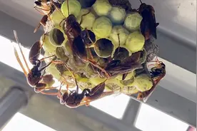 此视频揭开了马蜂的神秘面纱，没见过马蜂如何筑巢的，值得观看！视频封面