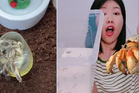 新宠物寄居蟹到了！为它精心准备“新家”，好呆萌呀视频封面