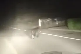熊出没！黑龙江一地发现黑熊在街道上奔跑，当地发布提醒视频封面
