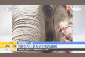 大象也有这般灵性！53岁亚洲象认出35年前的饲养员，画面动人