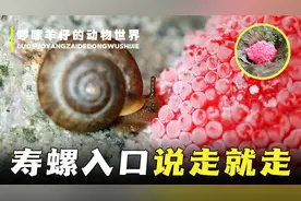 夺命福寿螺！一口吃进6000只寄生虫，大脑竟被啃食，直至死亡！视频封面