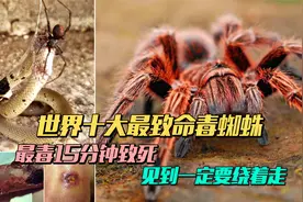世界十大最致命毒蜘蛛   最毒15分钟致死 见到一定要绕着走视频封面