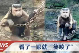 绍兴一猴子长着国字脸络腮胡，网友怀疑是人假扮的，目击游客发声视频封面