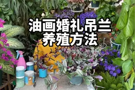 油画婚礼吊兰养殖方法,底部多修剪就会爆盆,告诉您扦插繁殖方法视频封面