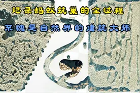 国外小哥用摄像机记录“蚂蚁筑巢”的全过程，堪称自然界建筑大师视频封面