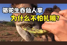 浑身尖刺的仙人掌，骆驼直接生吞，为啥不怕扎嘴？视频封面