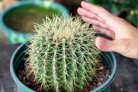 秋季可以给仙人球换盆吗？看完就知道该不该换视频封面
