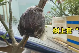 原来树苗0成本，塑料袋挂树上，树苗自然来，在家“套娃”视频封面