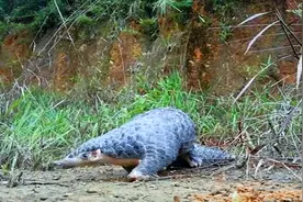 非常罕见！广东首次拍到中华穿山甲白天出洞｜DV现场