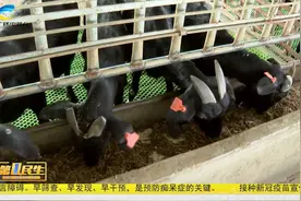 博士村长上任 破解人才困境视频封面