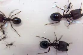 【近缘全异比大小】呐，就是很简单的一期两种蚂蚁比大小