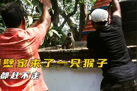 邻居家闯入一只猴子，怎么赶都赶不走，究竟发生了什么？视频封面