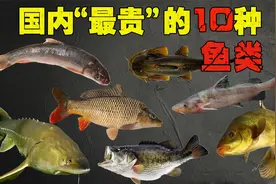 国内“最贵”的10种鱼类，能吃过3种以上，证明你绝非等闲之辈！视频封面