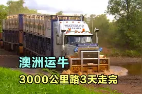 澳洲直升机放牛，400头牛只够利息，近万平方公里牧场还不是最大视频封面