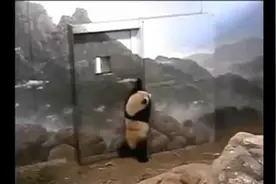 华动为了让美香继续生崽给它们赚取巨额美金，强行分离熊猫母女视频封面