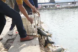 一亩鱼塘投放多少鱼苗好？对照这个比例就不会出错了，建议收藏视频封面