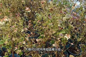 春天为什么有的蓝莓已经开花，有些还没动静？跟2个方面相关视频封面