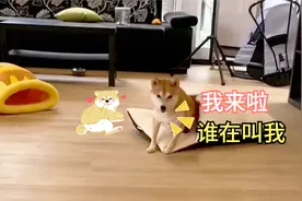 狗狗唤回训练    教你们没绳的情况下也能叫回狗狗视频封面
