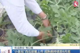 “吃瓜群众”的福利“小皇冠”西瓜甜蜜上市，成熟期持续至6月底视频封面