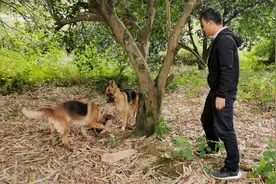 农村小伙带德牧去配种，与国外进来的公种搭配，看看是否配成功视频封面