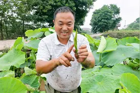 二哥采莲藕叶嫩芽炒蛋，吃起来有一股清香味，奶奶和幺叔都喜欢吃视频封面