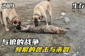 与狼的战争：野狼开始频繁袭击村落，牧民们搜山清查冲突日益激烈视频封面