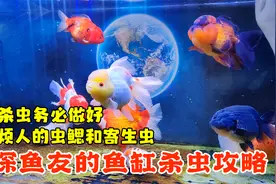 告别烦人的观赏鱼虫鳃和寄生虫，资深鱼友的鱼缸杀虫攻略