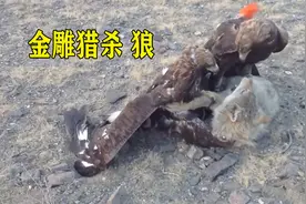 猛禽之王金雕，30公斤的臆羚直接抓起，还是狼的天敌视频封面