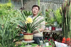养君子兰有“五怕”，新手及时避开，满盆大白根，年年都开花视频封面
