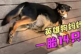 英雄狗妈妈一胎生下14只，邻居马大姐照顾坐月子，小狗软萌可爱！视频封面