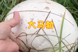 后院惊喜发现大马勃 炒了一盘好好吃