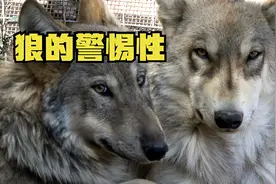 狼的警觉性，竖耳朵侦查周围情况，狼王儿子吐舌头翻肚皮睡相搞笑