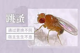 跳蚤——通过更换不同宿主生生不息视频封面