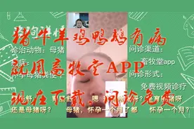 怀孕母猪粪便干是什么原因？母猪便秘该怎么办？喂点它轻松解决！视频封面