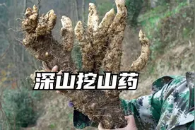 小伙深山挖野生山药，挖出一根长得像“手掌”，实在太漂亮了视频封面