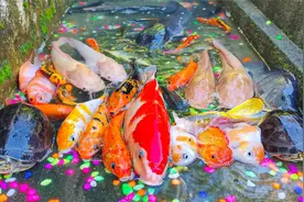 河沟捉鱼，发现小金鱼，太美了