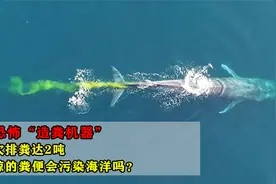最恐怖造粪机器，每次排粪达2吨，蓝鲸的粪便会污染海洋吗？视频封面