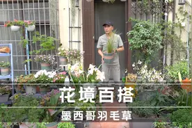 花境百搭，墨西哥羽毛草，叶子如丝般顺滑视频封面