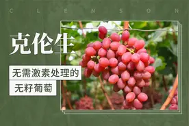 克伦生——无需激素处理的无籽葡萄视频封面