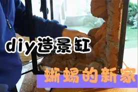 爬宠vlog—用泡沫给蜥蜴做一个造景缸