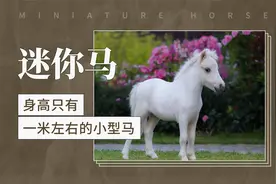 迷你马——身高只有一米左右的小型马视频封面