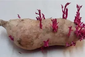 发芽红薯是个“宝”，家家户户都需要，扔掉实在太浪费，回家找找视频封面