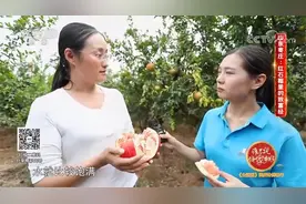 吃石榴不吐籽？记者揭秘山东枣庄红石榴的致富经，看视频|生活圈