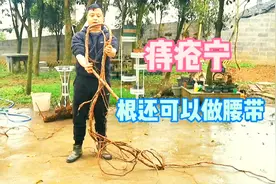 痔疮宁的根很长很软，串联性很强，药用价值高，还可以用来做腰带视频封面